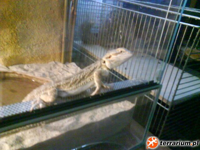 Agama brodata