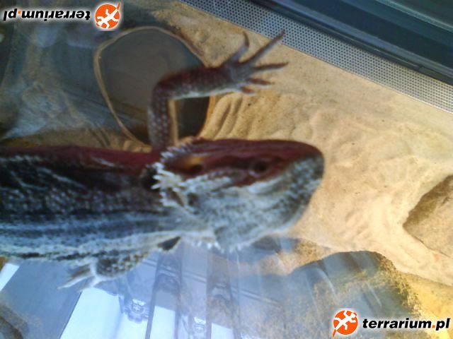 Agama brodata