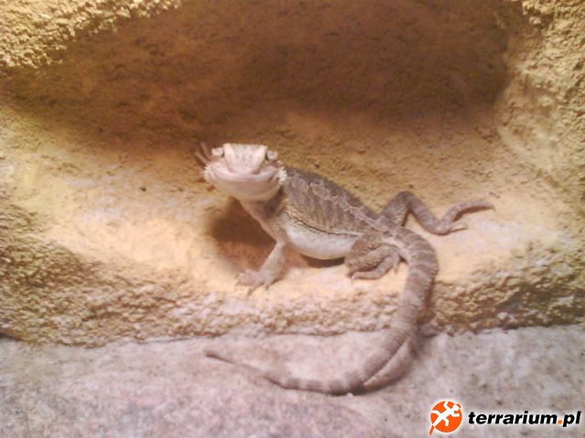 Agama brodata