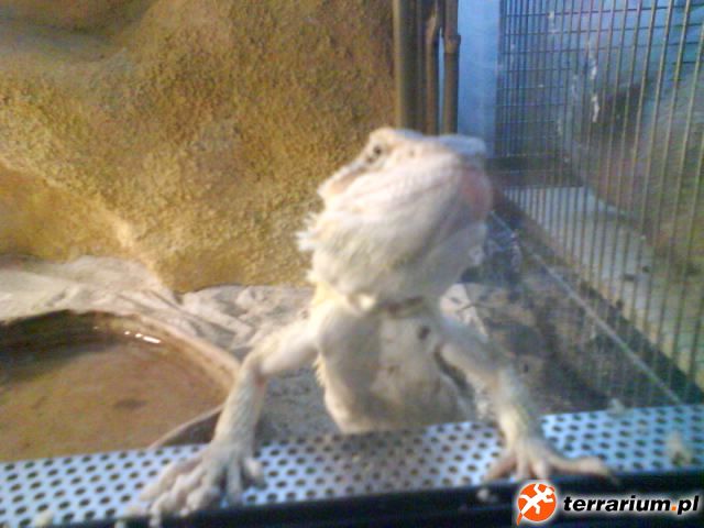 Agama brodata