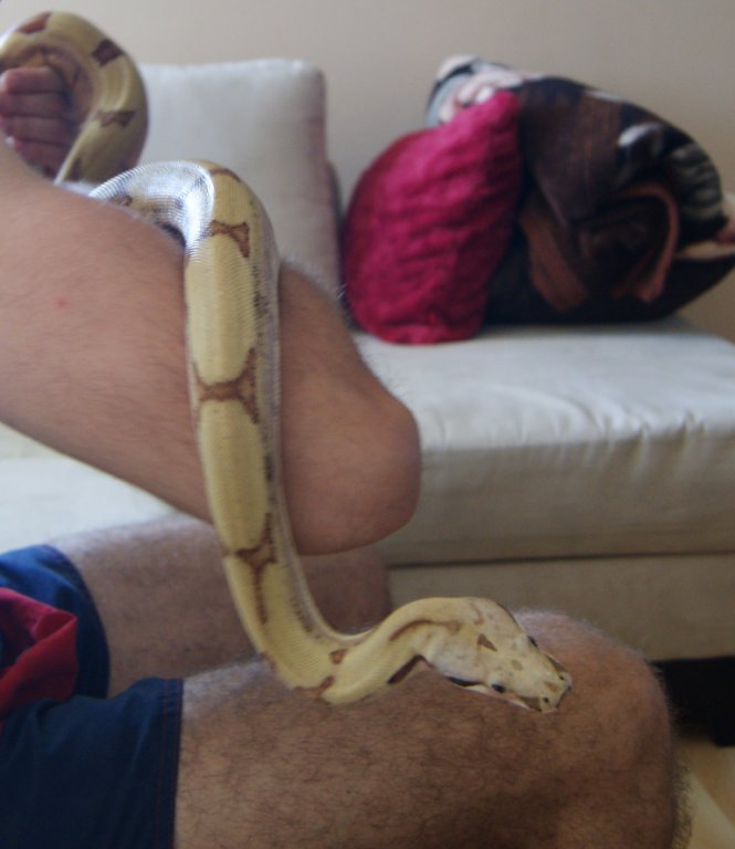 Boa