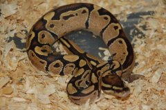 post-11759-0-37733800-1359390131_thumb.j