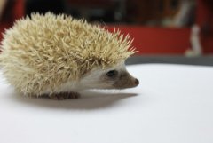 samczyk2a.JPG
