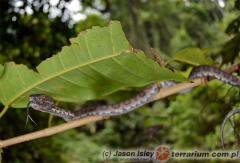 Załączony obraz: 1.jpg