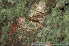 Załączony obraz: Schultesia lampyridiformis_2.jpg