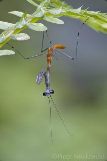 Załączony obraz: Phasmomantis championi, fot. Piotr Naskręcki (2).jpg