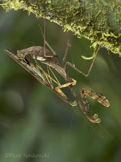 Załączony obraz: Phasmomantis championi, fot. Piotr Naskręcki (1).jpg