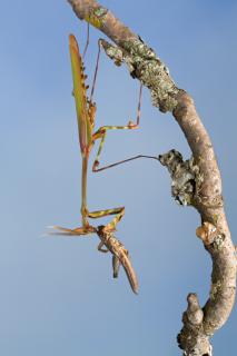 Załączony obraz: Hemiempusa capensis,. fot. Piotr Naskrecki (1).jpg
