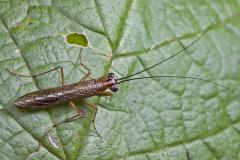 Załączony obraz: Mantoida maya. fot. Piotr Naskręcki.jpg