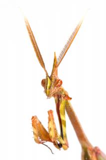 Załączony obraz: Hemiempusa capensis,. fot. Piotr Naskrecki (2).jpg