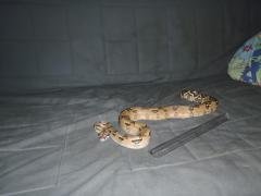 PB200380 (Kopiowanie).JPG