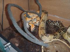 PB200393 (Kopiowanie).JPG