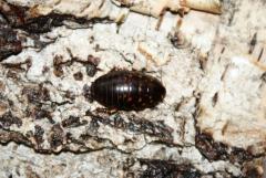 Załączony obraz: DSC07013.JPG