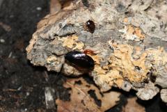 Załączony obraz: DSC07066.JPG