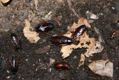 Załączony obraz: DSC07076.JPG