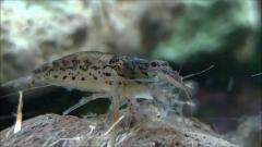 Załączony obraz: maxresdefault.jpg