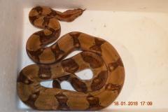 post-14307-0-07412700-1453380763_thumb.j