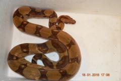 post-14307-0-35994800-1453380767_thumb.j