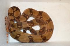 post-14307-0-58060300-1453380756_thumb.j