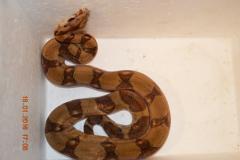 post-14307-0-96904500-1453380751_thumb.j