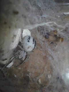 samica klasyczne ubarw.jpg