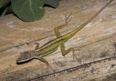 Załączony obraz: Anolis extremus female.jpg