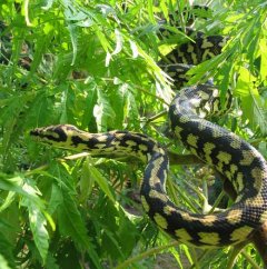 spilota samiec.jpg
