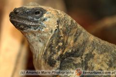 Załączony obraz: 2.jpg