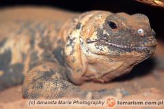 Załączony obraz: 3.jpg