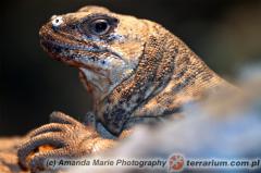 Załączony obraz: 1.jpg