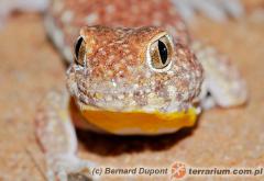 Załączony obraz: 1.jpg