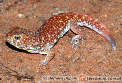 Załączony obraz: 2.jpg