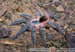 Załączony obraz: Pamphobeteus sp. 6 Juv..jpg