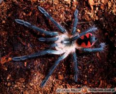 Załączony obraz: L2.jpg