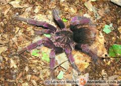 Załączony obraz: Pamphobeteus sp. 6 COL 2007 - Samiec.jpg