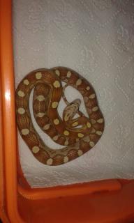 post-81265-0-02080800-1454431854_thumb.j