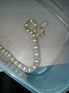 post-81265-0-16657500-1454431874_thumb.j