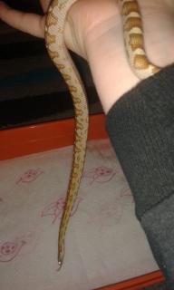 post-81265-0-77855300-1454431884_thumb.j