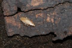 Załączony obraz: DSC07616 - Kopia.JPG