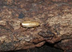 Załączony obraz: DSC07600 - Kopia.JPG