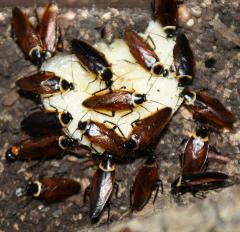 Załączony obraz: DSC09350.JPG