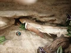 IMG_20210611_235024.jpg