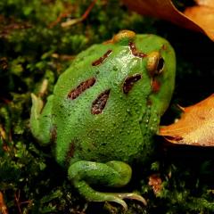 Ceratophrys cranwelli -Hi Green Pac Man.jpg