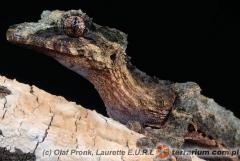 Załączony obraz: 2.jpg