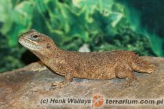 Załączony obraz: 2.jpg