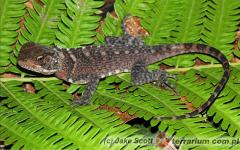 Załączony obraz: 3.jpg