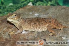 Załączony obraz: 1.jpg