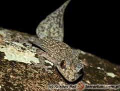 Załączony obraz: 1.jpg