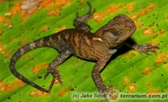 Załączony obraz: 2.jpg