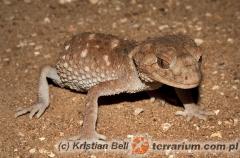 Załączony obraz: 2.jpg